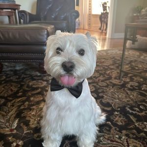 Meet your Posher, Avery claire